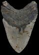 Bargain, Megalodon Tooth - North Carolina #67313-2